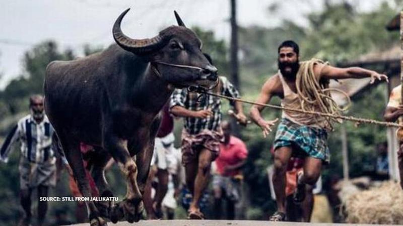 jallikattu movie