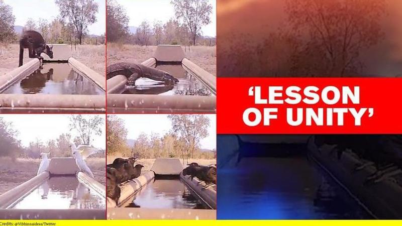 'Laws of nature': Video shows animals, birds drinking from same tank