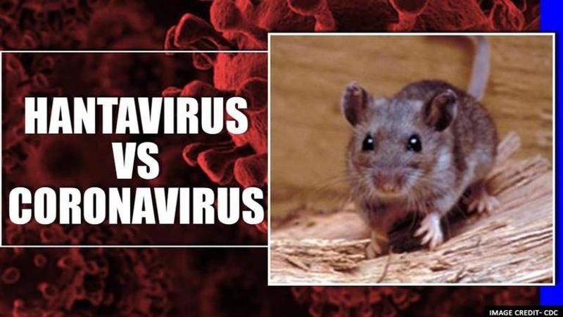 hantavirus