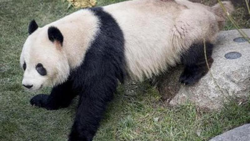 Giant panda could give birth to cub in days