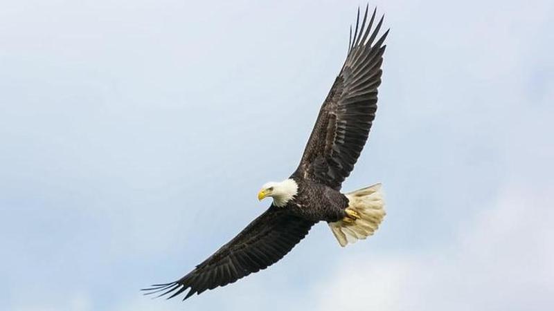 Bald eagle