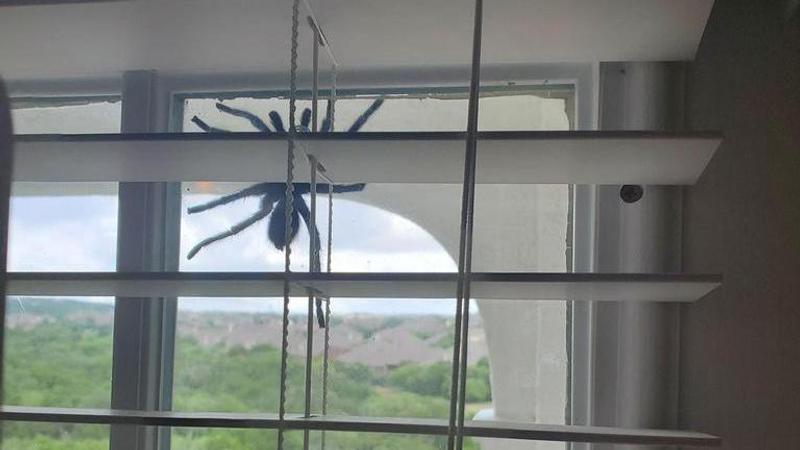 Giant Spider appears on couple's window, netizens left in chills