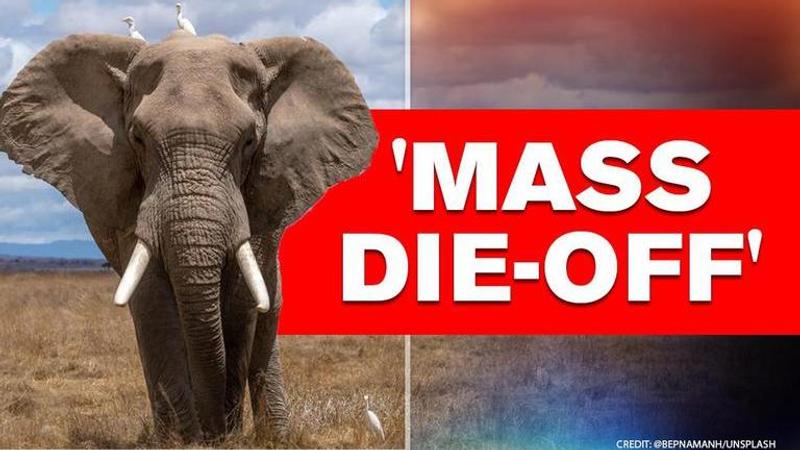 Elephants in Botswana die by the hundreds, cause remains unknown