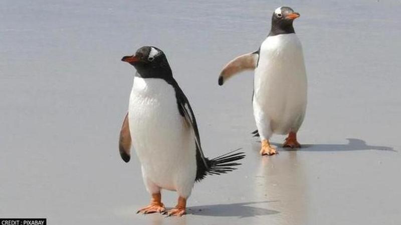 Penguins