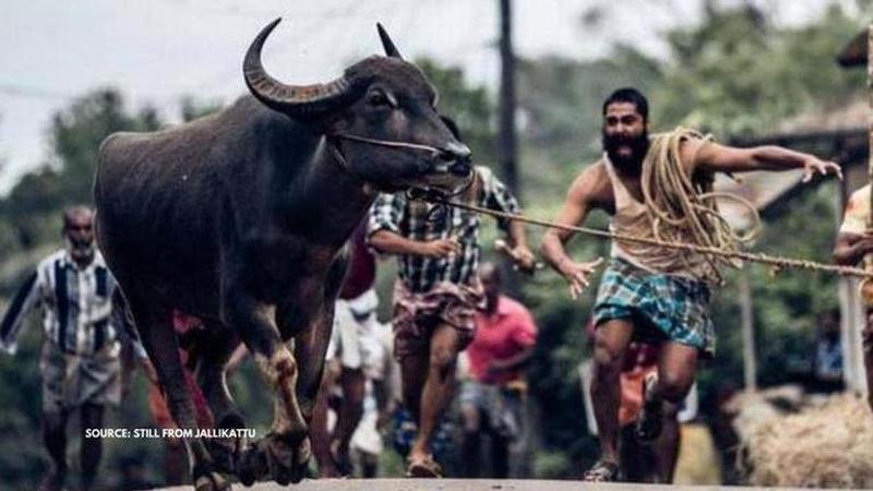 Lijo Jose Pellissery's Jallikattu