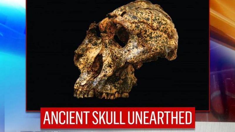 Scientists unearth 2 million-year-old skull of 'cousin' species in South Africa