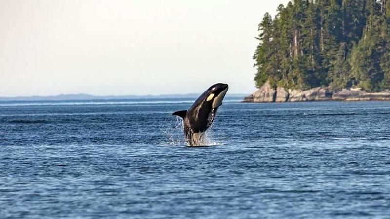 Baby orca