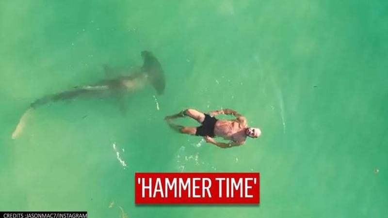 Hammerhead Shark