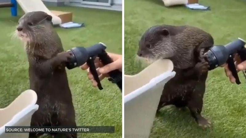 Otter