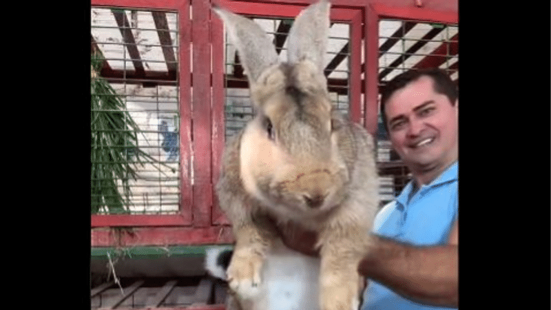 Flemish rabbit viral video