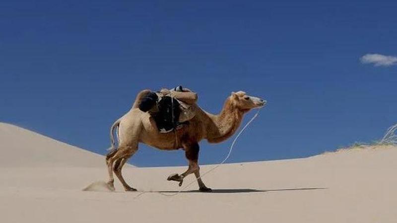 Camel