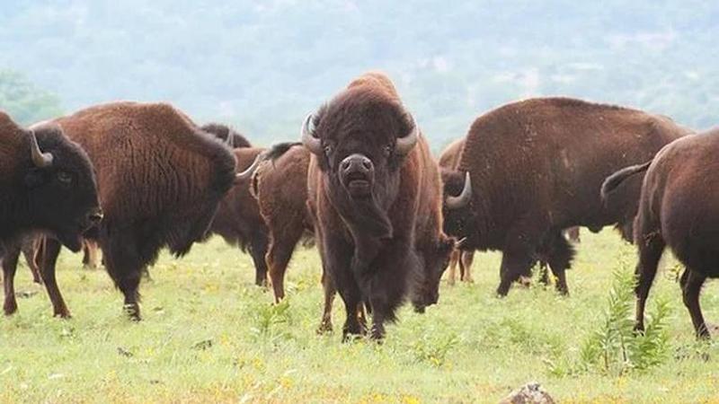 UK: Wild Bison to be reintroduced after 6,000 years