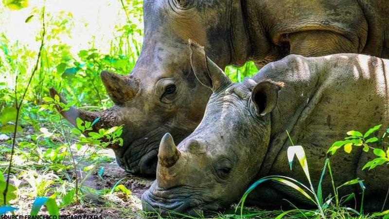 World Rhino Day