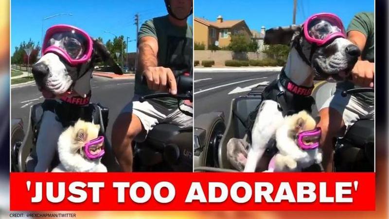 Pet dogs ride motorbike around the city, netizens say 'they're having the best life'