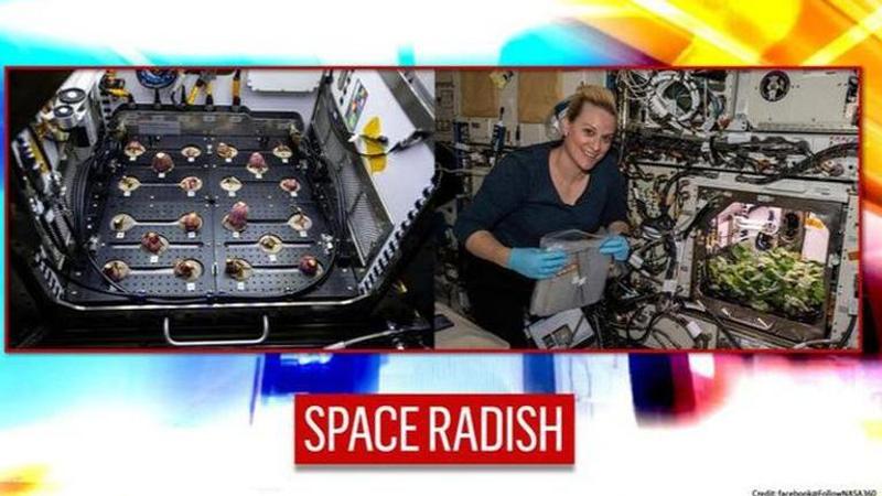 NASA astronaut harvests 20 radishes aboard International Space Station