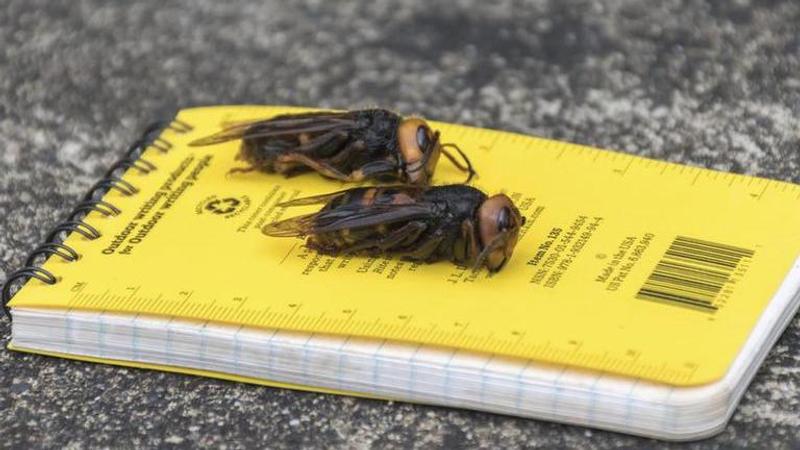 Washington state discovers first US ‘murder hornet’ nest