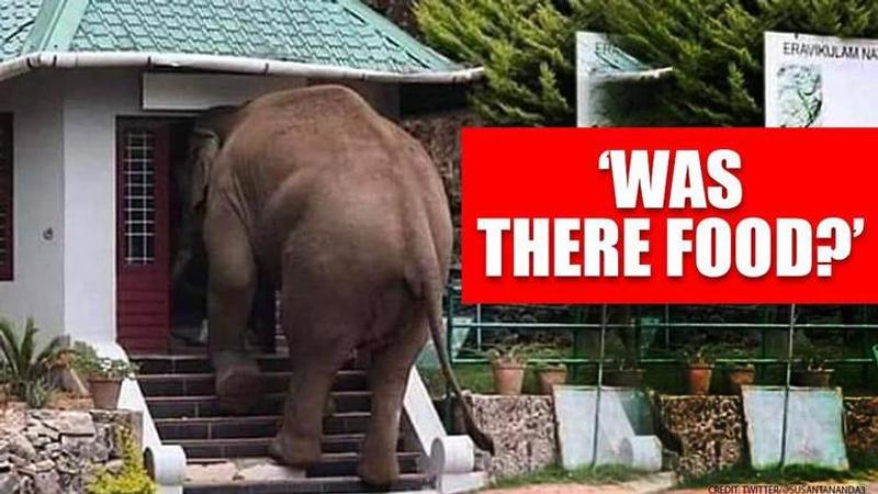 Photograph of elephant entering house surfaces, netizens question 'who is he looking for?'