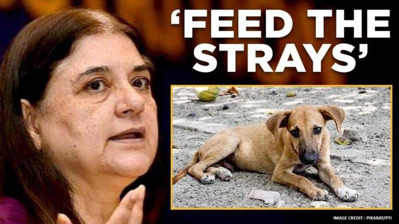 Maneka Gandhi urges people to feed stray animals