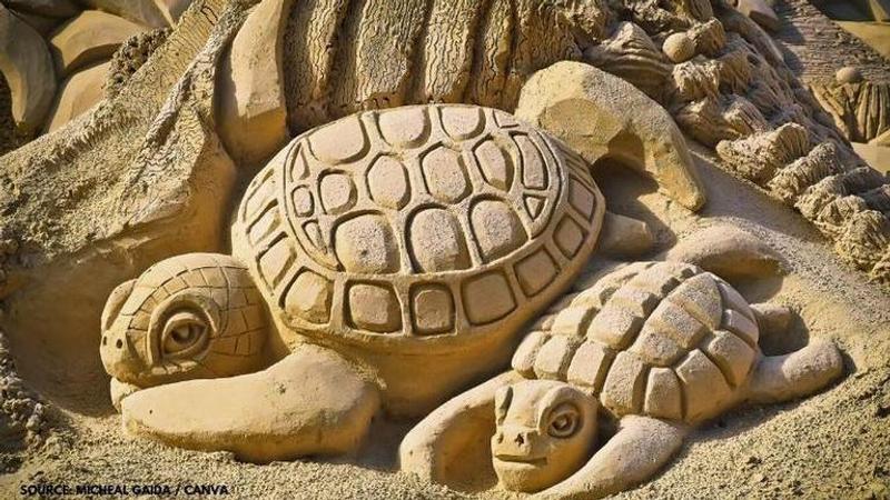 world turtle day activities