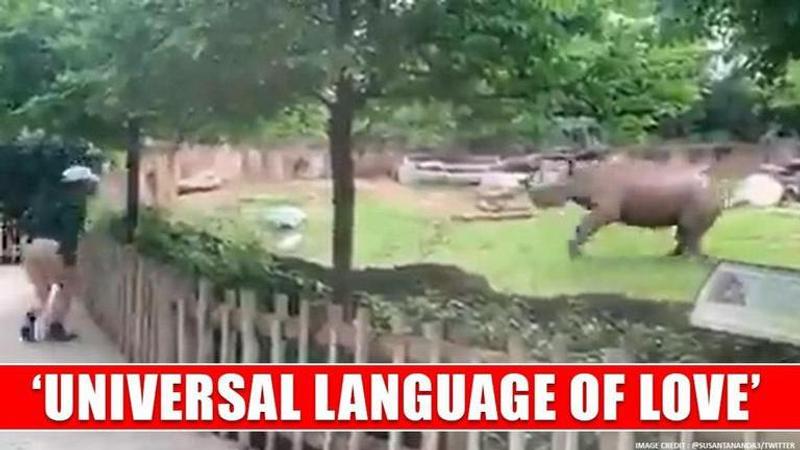 Video of rhino playing with kid in zoo leaves netizens impressed