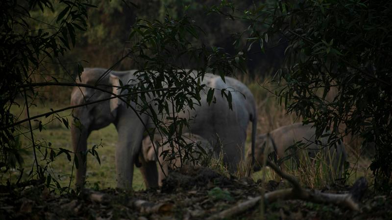  ‘Big 5’ Of Kaziranga National Park