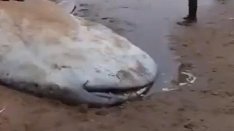 Carcass of whale washes ashore at beach near Donkuru in Andhra Pradesh