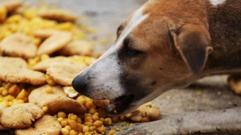 How To Feed Stray Dogs