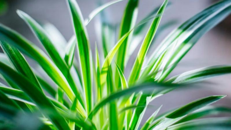 Spider plants