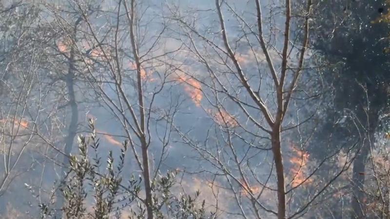 Forest near LoC set on fire 