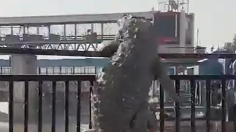 Viral Video: 8-Ft Crocodile Crawls Out of Bulandshahr Canal. Here's What Happened Next