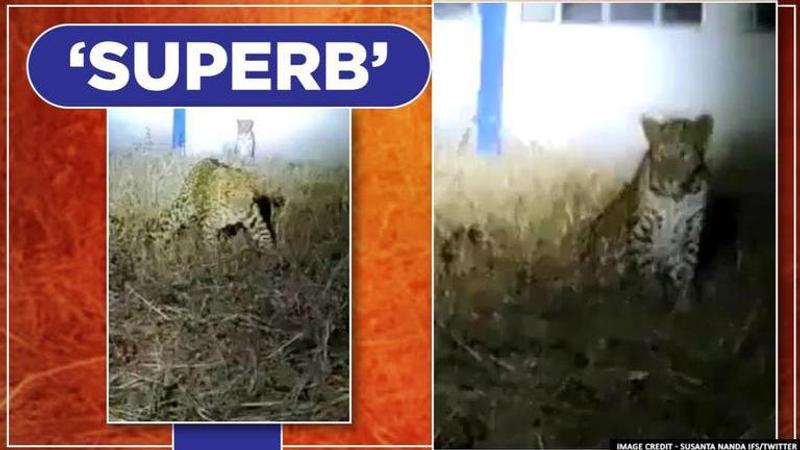 Leopards spotted 'chilling' at Deolali Air Force Station, watch video