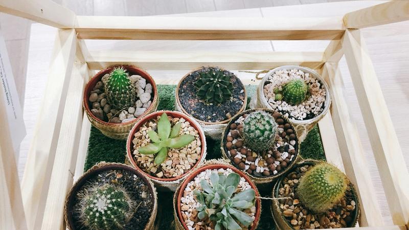 Tips To Create Your Own Mini Zen Garden