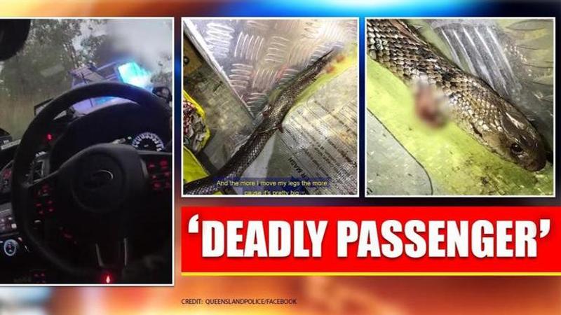 Video: Man fights off world's deadliest snake in his car while driving, escapes unhurt