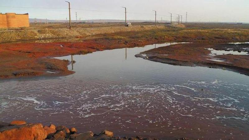 Russia faces another 'ecological disaster' as dead sea creatures wash up shores