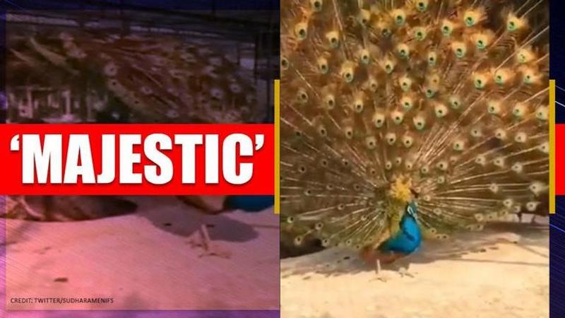 Video of peacock unfolding its feathers leaves internet mesmerised