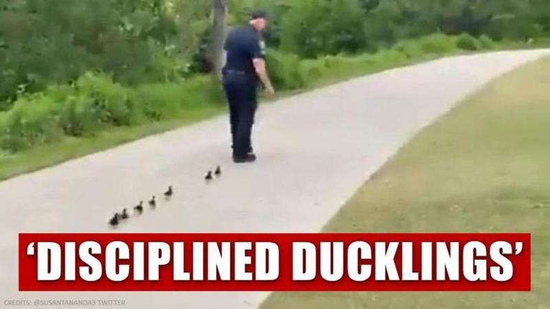 Good News: Ducklings march in a straight line after a cop surfaces on Twitter