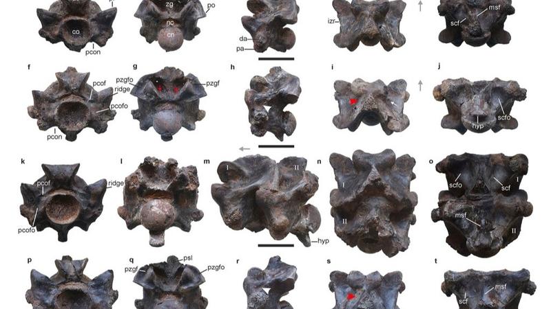 This image provided by researchers in April 2024 shows views of some of the vertebrae of Vasuki indicus.