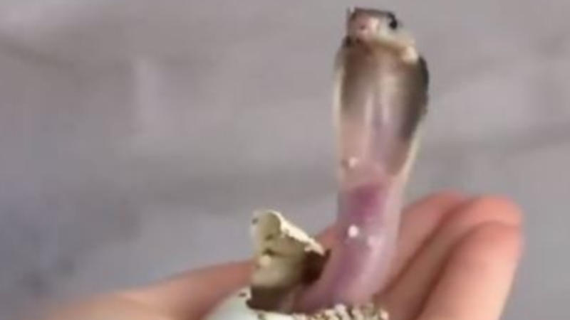 Cobra Hatching Video