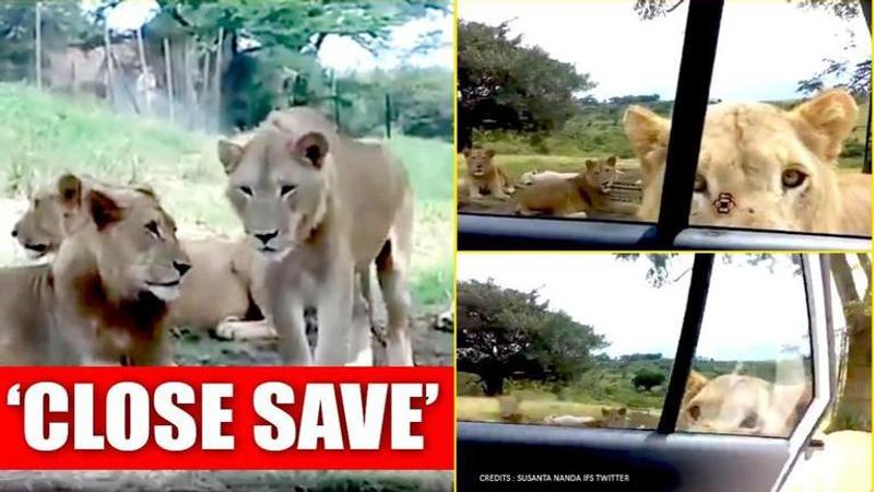 Africa: Lioness opens door of a safari car, netizens say 'lovely but scary'