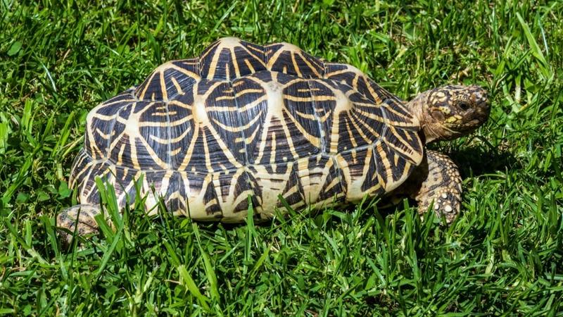 Star tortoises are considered an endangered species. 