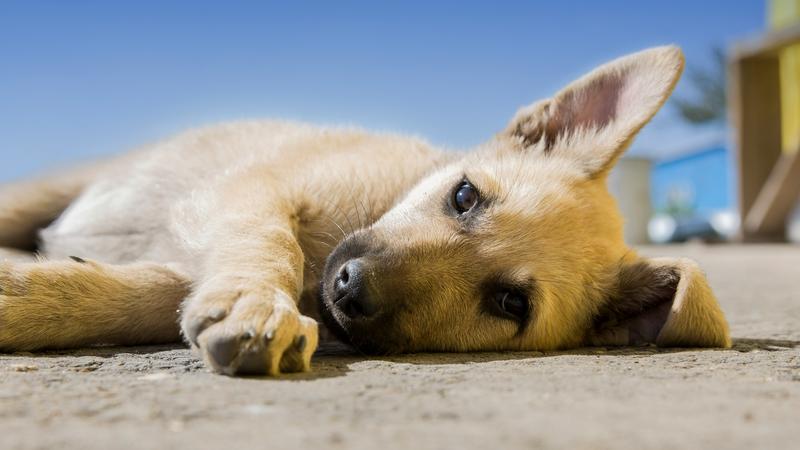 How To Help Animals During Scorching Heat