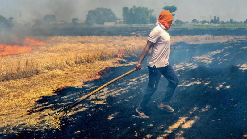 714 stubble burning incidents in Haryana during current harvesting season