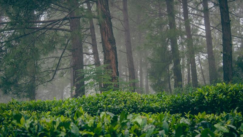  For those of you who are seeking a mountain retreat, Kausani in Uttarakhand provides breathtaking views of the Himalayas. Far from the bustling hill stations, this tranquil town is perfect for nature lovers