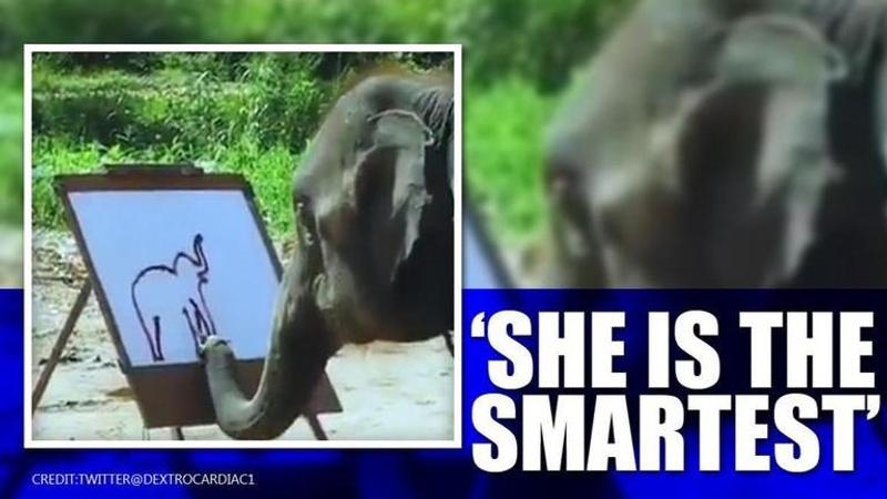 Elephant painting self-portrait stuns internet, netizens say 'stop animals cruelty'