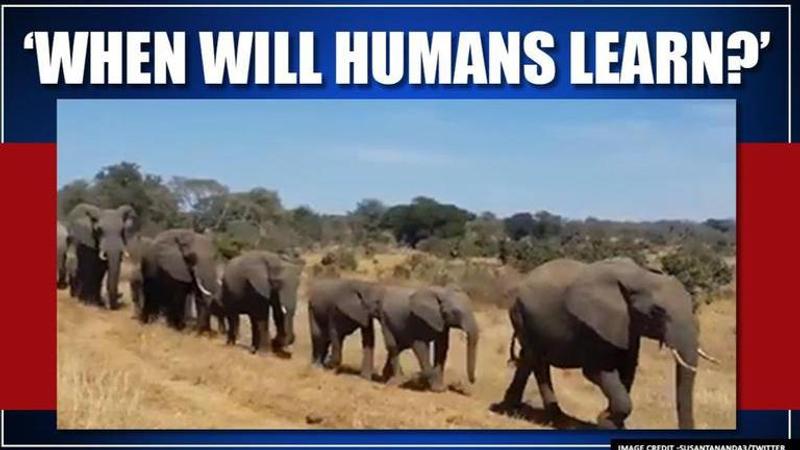 Elephants walking in queue stuns twitter, netizens laud their discipline