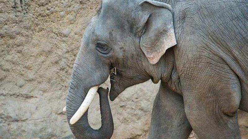 Asian Elephant put down after suffering from health complications