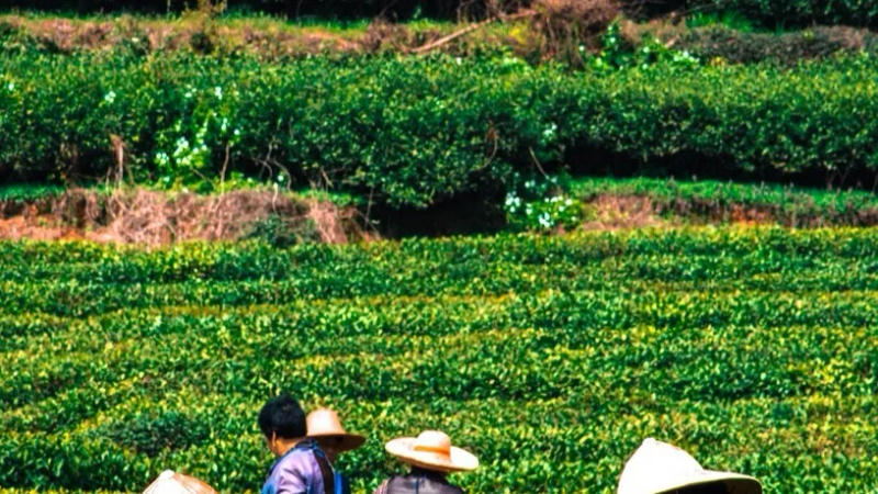 The rising input costs have notably hindered operational viability in these tea gardens, impacting price realisation at auctions and the overall industry's sustainability.