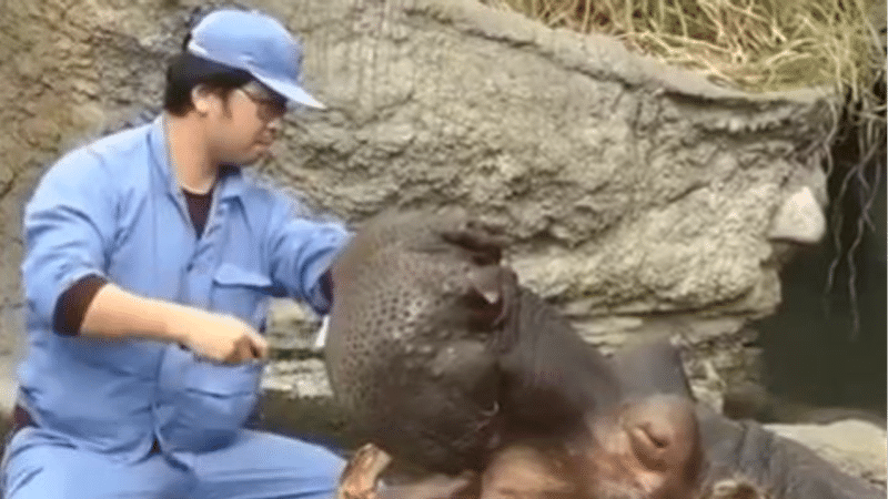 Watch This Amazing Video Of A Hippo Brushing Its Teeth Goes Viral 