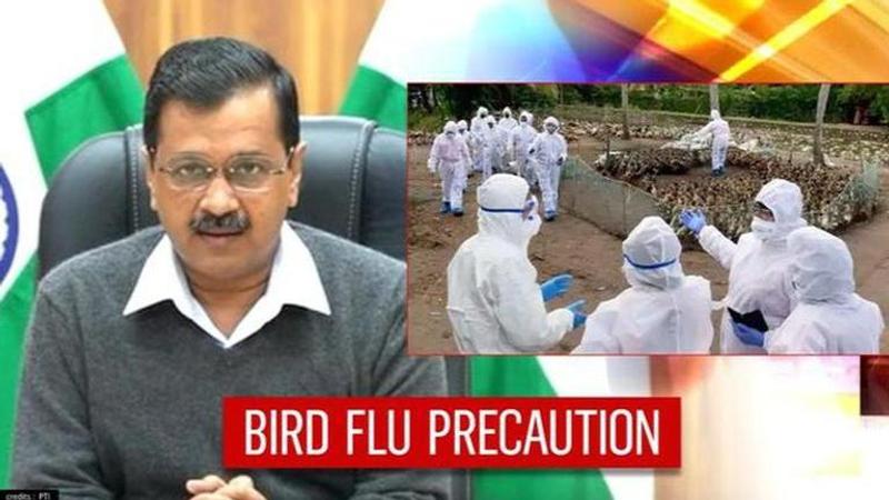 Bird Flu