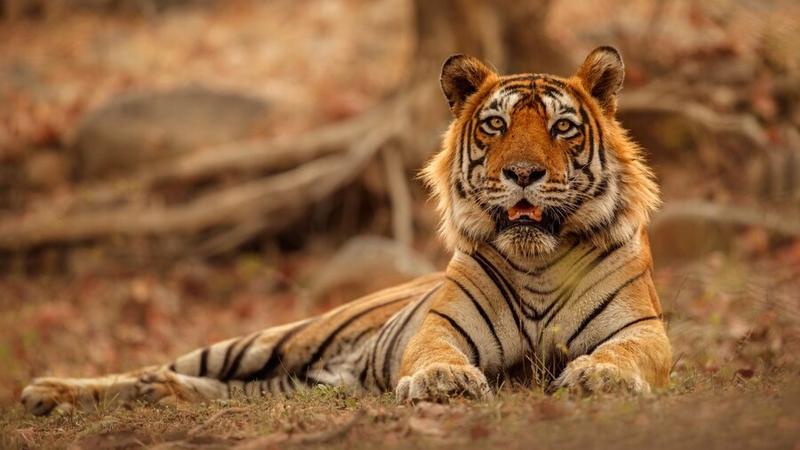 Tiger killed by villagers